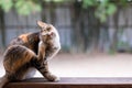 A stray cat is playing with his fur. Royalty Free Stock Photo