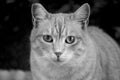 Stray Cat portrait in black and white tones Royalty Free Stock Photo