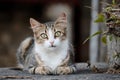 Stray cat portrait. Fixed sight Royalty Free Stock Photo