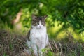 Stray cat portrait Royalty Free Stock Photo