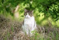 Stray cat portrait Royalty Free Stock Photo