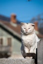 Stray cat posing