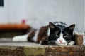 A stray cat relaxing by the riverside in an urban setting Royalty Free Stock Photo