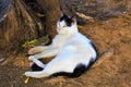 Stray cat relaxing Royalty Free Stock Photo