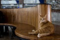 Stray cat resting in Istanbul Sirkeci train station`s waiting room, Turkey