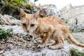 stray cat on the road depth of field and selected focus wide angle