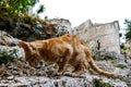 stray cat on the road depth of field and selected focus wide angle