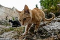 stray cat on the road depth of field and selected focus wide angle