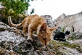 stray cat on the road depth of field and selected focus wide angle