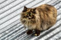 Stray cat on a roof Royalty Free Stock Photo