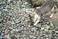 Stray cat searching food in the stones