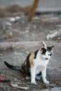 Stray cat are searching for food , street cat