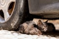 Stray cat seeks shelter - closeup