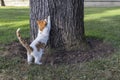 A stray cat sharpens its claws to a tree in park.