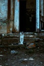 A stray cat sits on the steps of the stairs on the porch of an old scary mystical abandoned house at the entrance to the basement