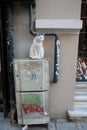 A stray cat sits on Yeni Charshi street in the Beyoglu district of the old part of Istanbul