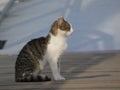 Stray cat sitting on the bridge. Profile view