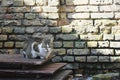 Stray cat on boards near old wall.