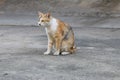 The stray cat sitting on the road surface.