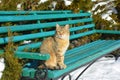 Stray cat sitting on wooden bench. Homeless lost cat in cold winter Royalty Free Stock Photo