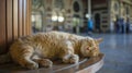 Stray Cat Sleeping On A Bench At Sirkeci Train Station, Istanbul, Turkey