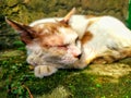 a stray cat sleeping under a shady tree