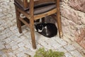 Stray cat sleeps under a chair outside. Royalty Free Stock Photo