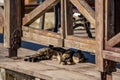 Stray cat sleeps under the shadow Royalty Free Stock Photo