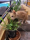 Stray cat smelling the green plants