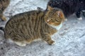 Stray cat in the snow in winter Royalty Free Stock Photo