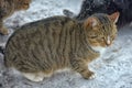 Stray cat in the snow in winter Royalty Free Stock Photo