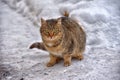 Stray cat in the snow in winter Royalty Free Stock Photo