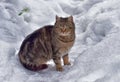 Stray cat in the snow in winter Royalty Free Stock Photo