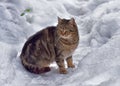 Stray cat in the snow in winter Royalty Free Stock Photo