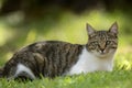 Stray Cat with a squint eye Royalty Free Stock Photo