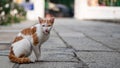 Stray cat staying ahead and hisses something which is a self-defense instinct