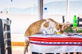 Stray cat stealing food on table in restaurant Royalty Free Stock Photo