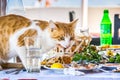 Stray cat stealing food on table in restaurant Royalty Free Stock Photo