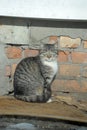 Cat on the street Royalty Free Stock Photo