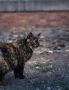 Stray cat on the street portrait, Tortoiseshell cat, standing and looking towards.