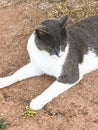 a stray cat. a stray cat on the street. a stray cat sleeps on the street. cats in Cyprus. cats in Ayia Napa