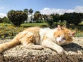 a stray cat. a stray cat on the street. a stray cat sleeps on the street. cats in Cyprus. cats in Ayia Napa