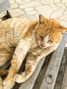 a stray cat. a stray cat on the street. a stray cat sleeps on the street. cats in Cyprus. cats in Ayia Napa