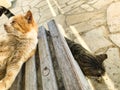 a stray cat. a stray cat on the street. a stray cat sleeps on the street. cats in Cyprus. cats in Ayia Napa