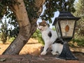 a stray cat. a stray cat on the street. a stray cat sleeps on the street. cats in Cyprus. cats in Ayia Napa