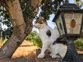 a stray cat. a stray cat on the street. a stray cat sleeps on the street. cats in Cyprus. cats in Ayia Napa