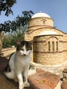 a stray cat. a stray cat on the street. a stray cat sleeps on the street. cats in Cyprus. cats in Ayia Napa