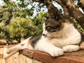 a stray cat. a stray cat on the street. a stray cat sleeps on the street. cats in Cyprus. cats in Ayia Napa