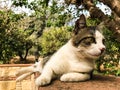 a stray cat. a stray cat on the street. a stray cat sleeps on the street. cats in Cyprus. cats in Ayia Napa