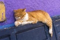 Stray cat on the streets in Essaouira, Morocco.